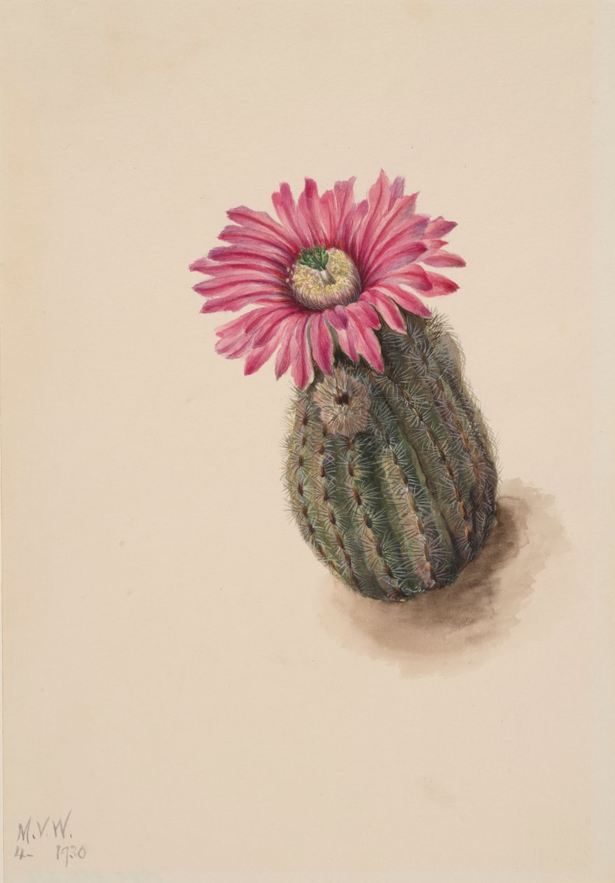 Kaktus krůtí hlavy Echinocereus perbellus, 1930. od Mary Vaux Walcott
