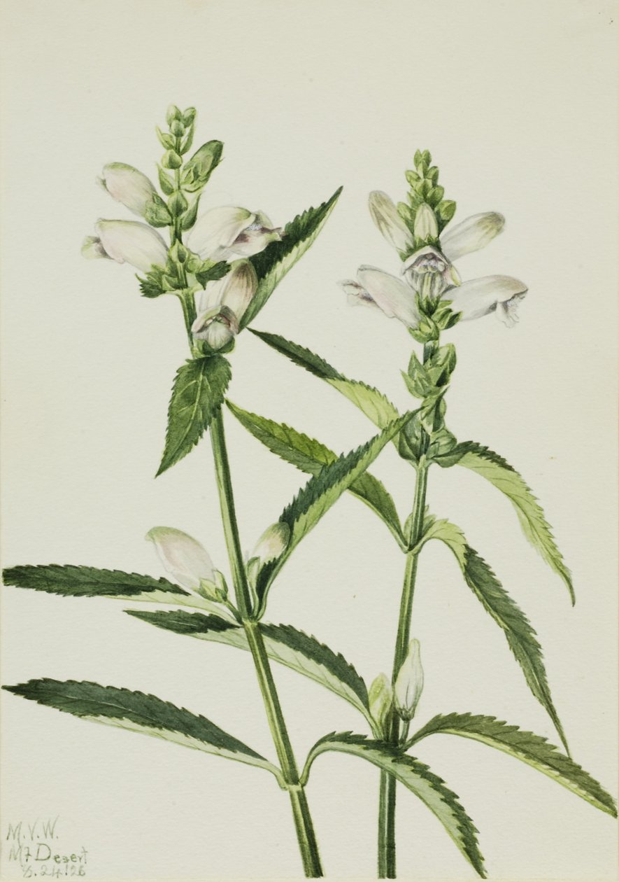 Želví hlava (Chelone glabra) od Mary Vaux Walcott