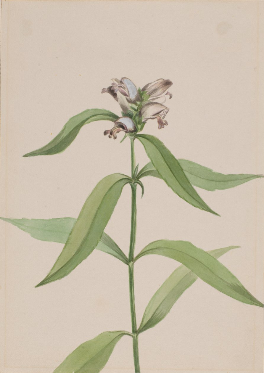 Želva Chelone Glabr, Ca. 1917-1918. od Mary Vaux Walcott