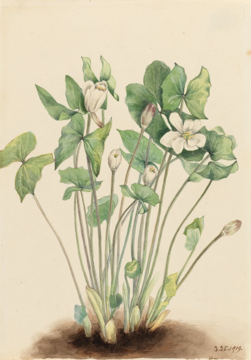 Twinleaf (Jeffersonia diphylla) od Mary Vaux Walcott