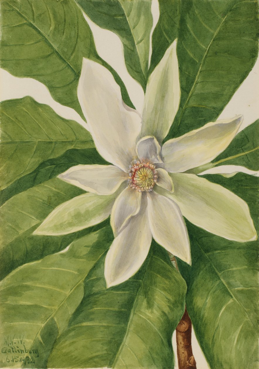 Deštníkový strom Magnolia tripetala, 1932. od Mary Vaux Walcott