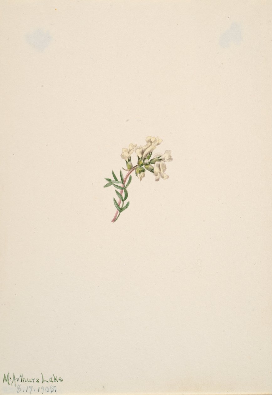 Bez názvu - Květinová studie, 1905. od Mary Vaux Walcott