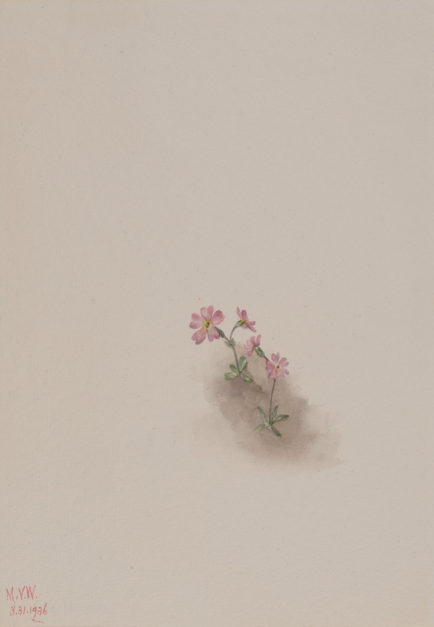 Bez názvu - Květinová studie, 1936. od Mary Vaux Walcott