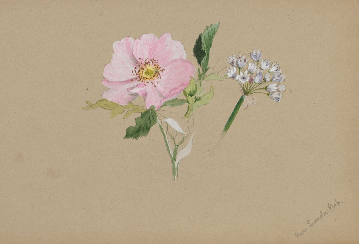 Untitled--Flower Study, ca. 1876-1878. od Mary Vaux Walcott