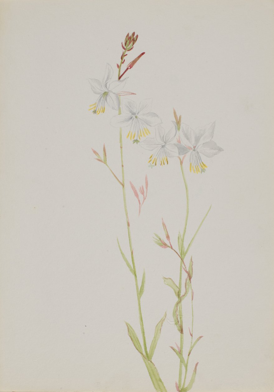 Untitled--Flower Study, n.d. od Mary Vaux Walcott