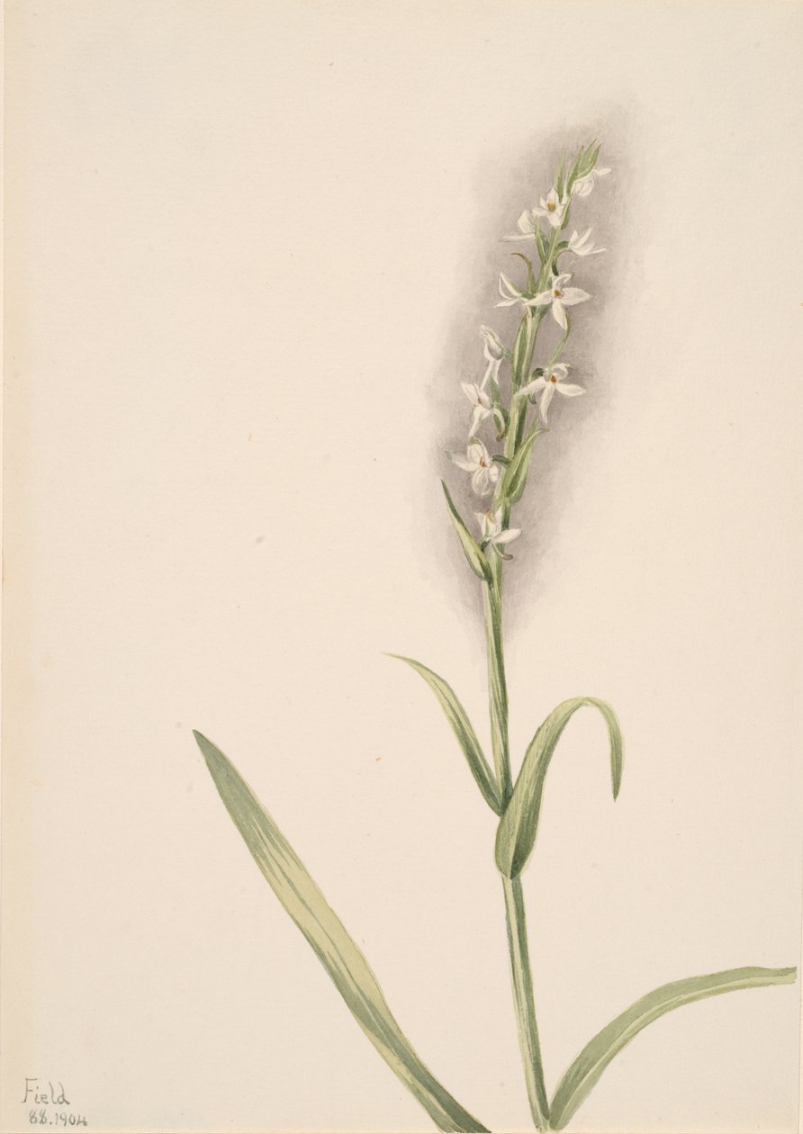 Bez názvu - Rostlinná studie, 1904. od Mary Vaux Walcott