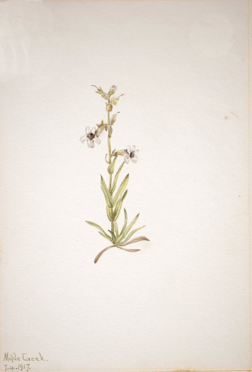 Bez názvu - Rostlinná studie, 1917. od Mary Vaux Walcott
