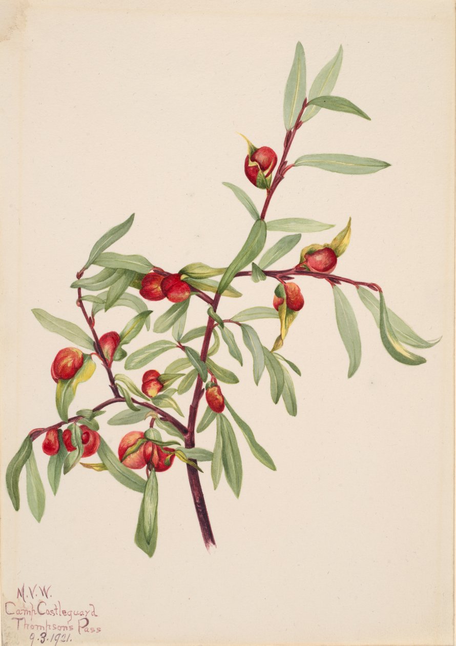 Bez názvu - Rostlinná studie, 1921. od Mary Vaux Walcott