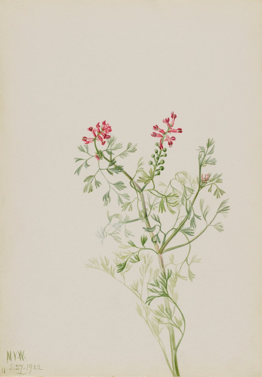 Bez názvu - Rostlinná studie, 1922. od Mary Vaux Walcott