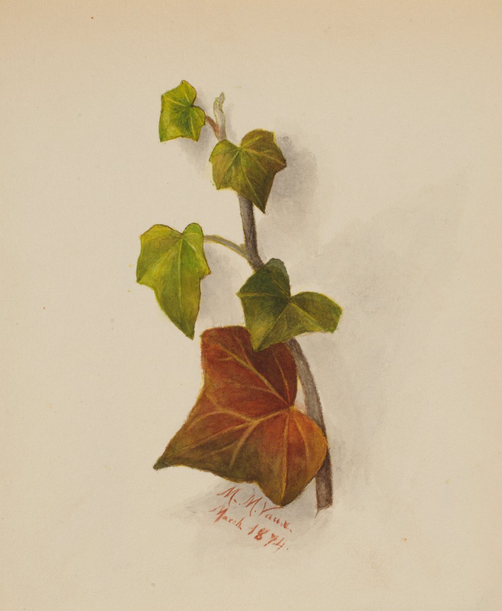 Bez názvu (Ivy) od Mary Vaux Walcott