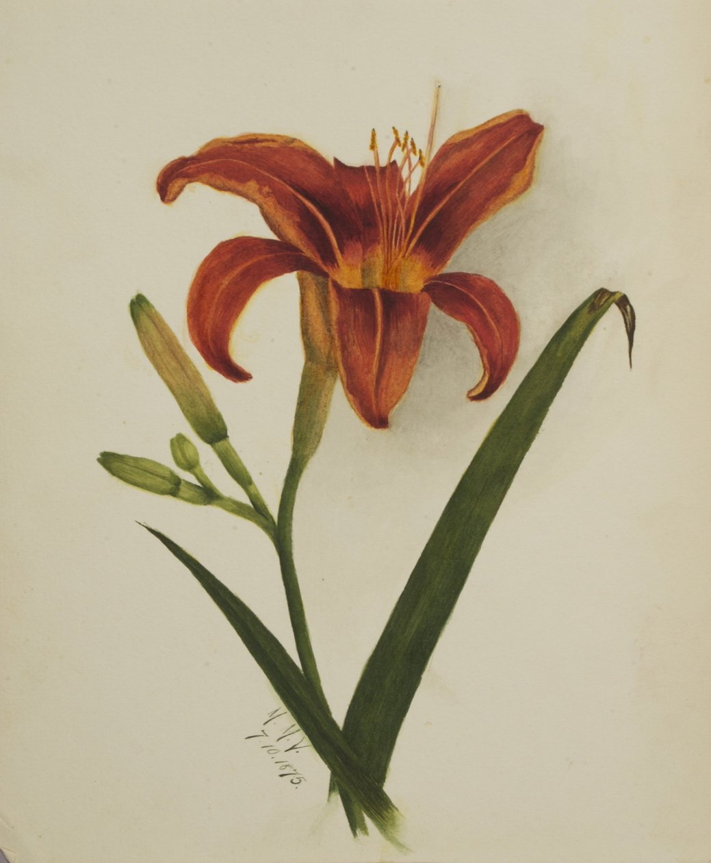 Bez názvu (Lily) od Mary Vaux Walcott