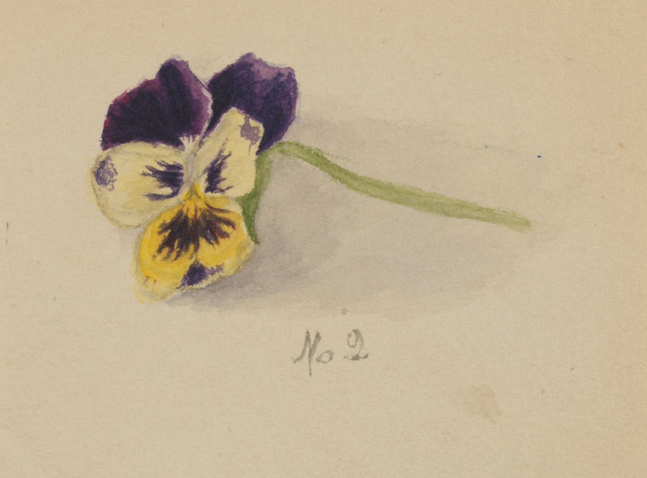 Bez názvu (Pansy) od Mary Vaux Walcott