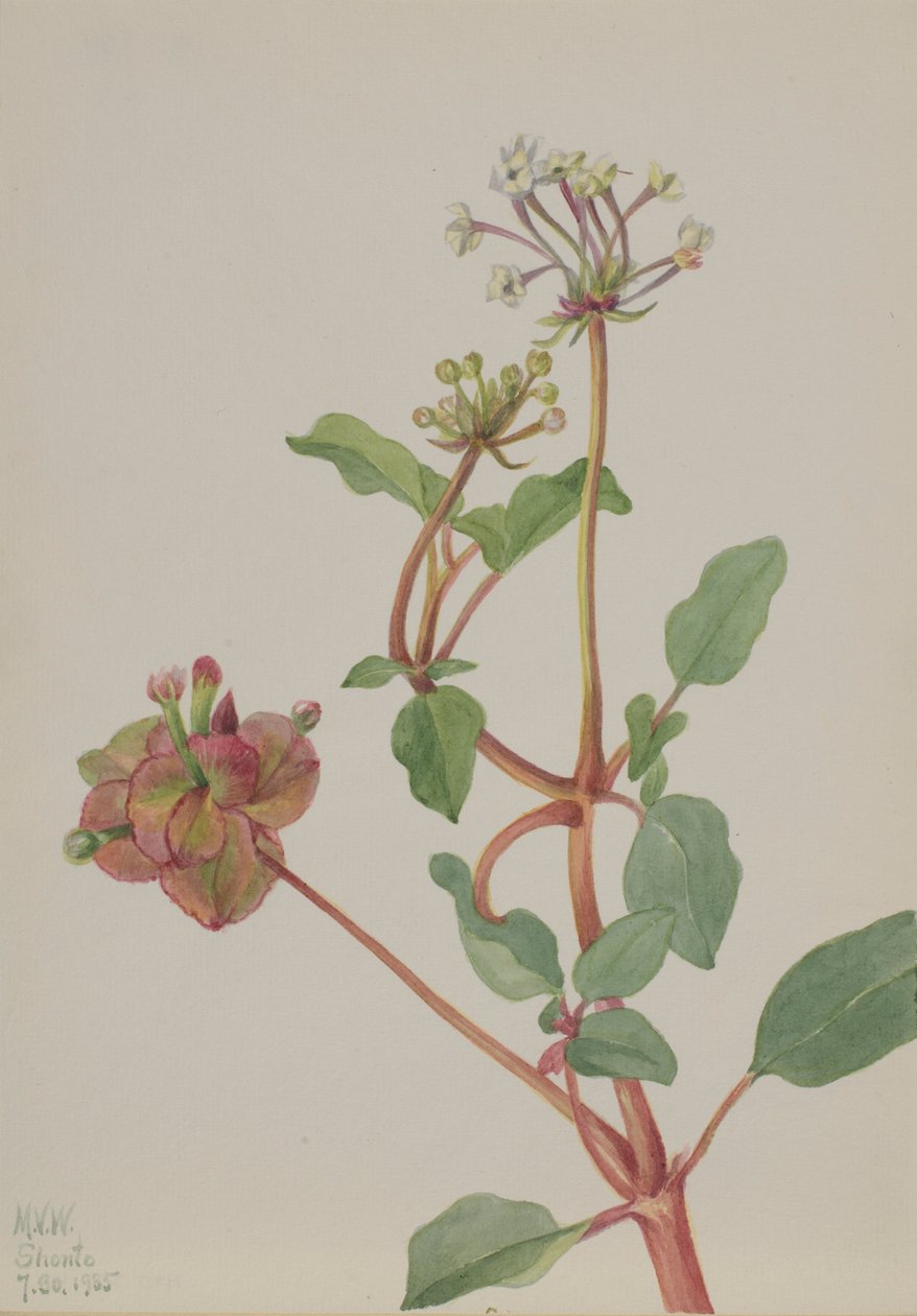 Bez názvu (Tripterocalyx pedunculatus) od Mary Vaux Walcott