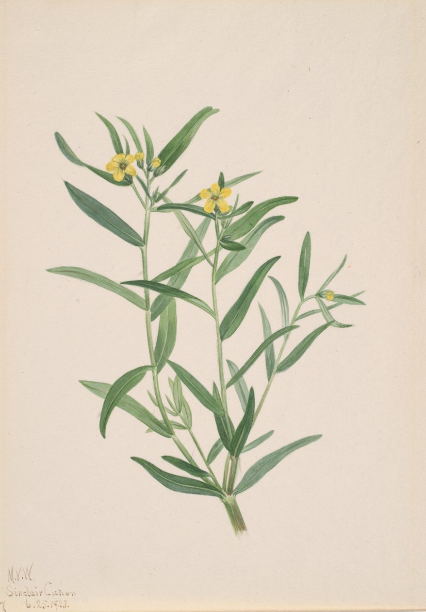 Květinová studie bez názvu, 1923. od Mary Vaux Walcott