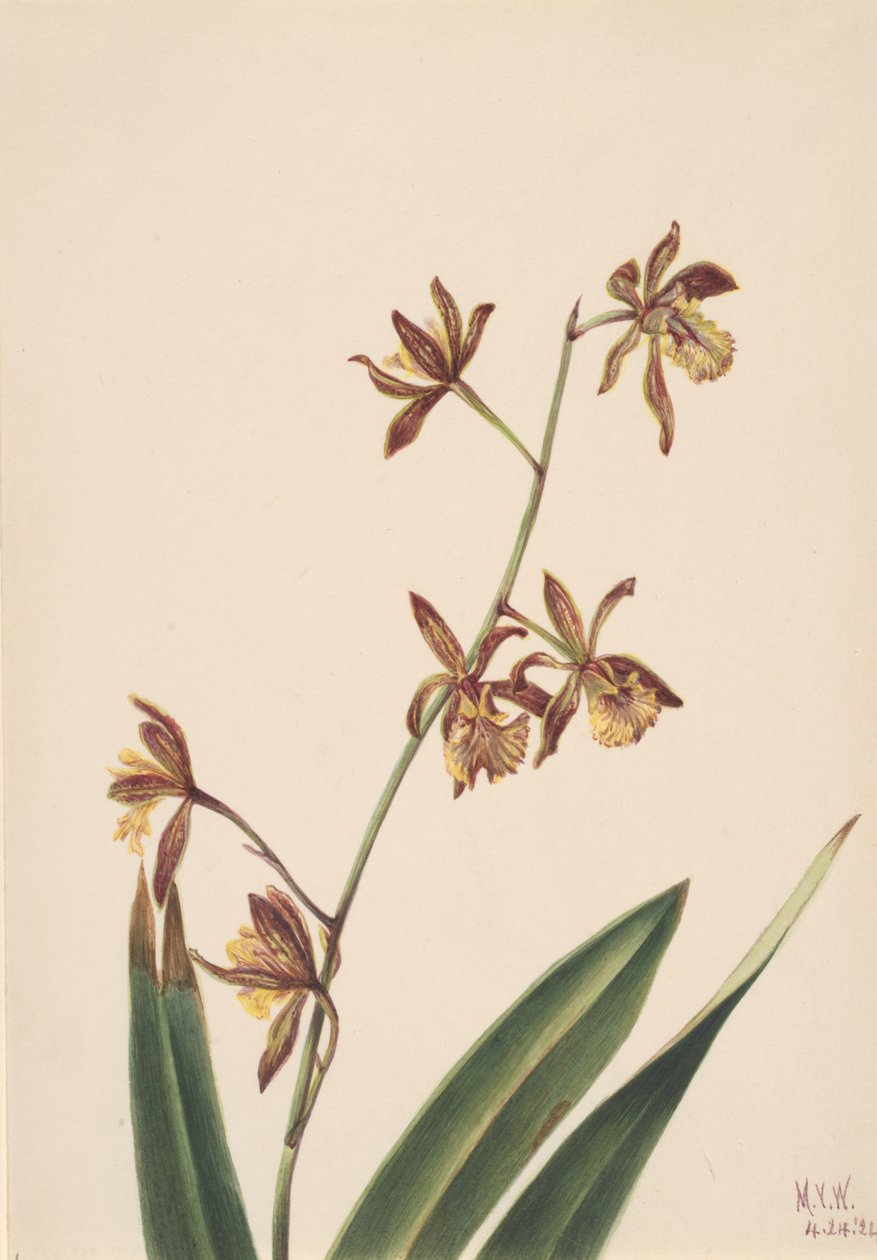 Květinová studie bez názvu, 1924. od Mary Vaux Walcott