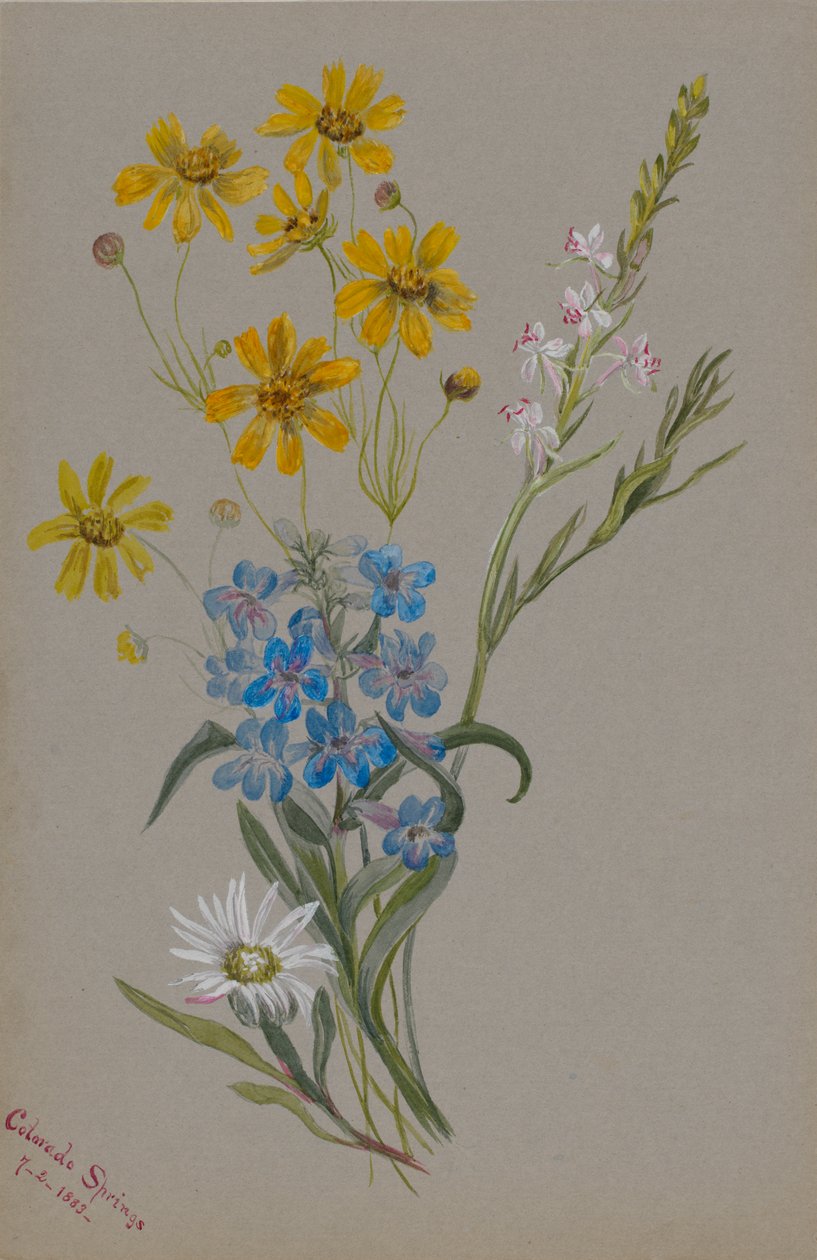 Bez názvu, Skupina květin, 1883. od Mary Vaux Walcott