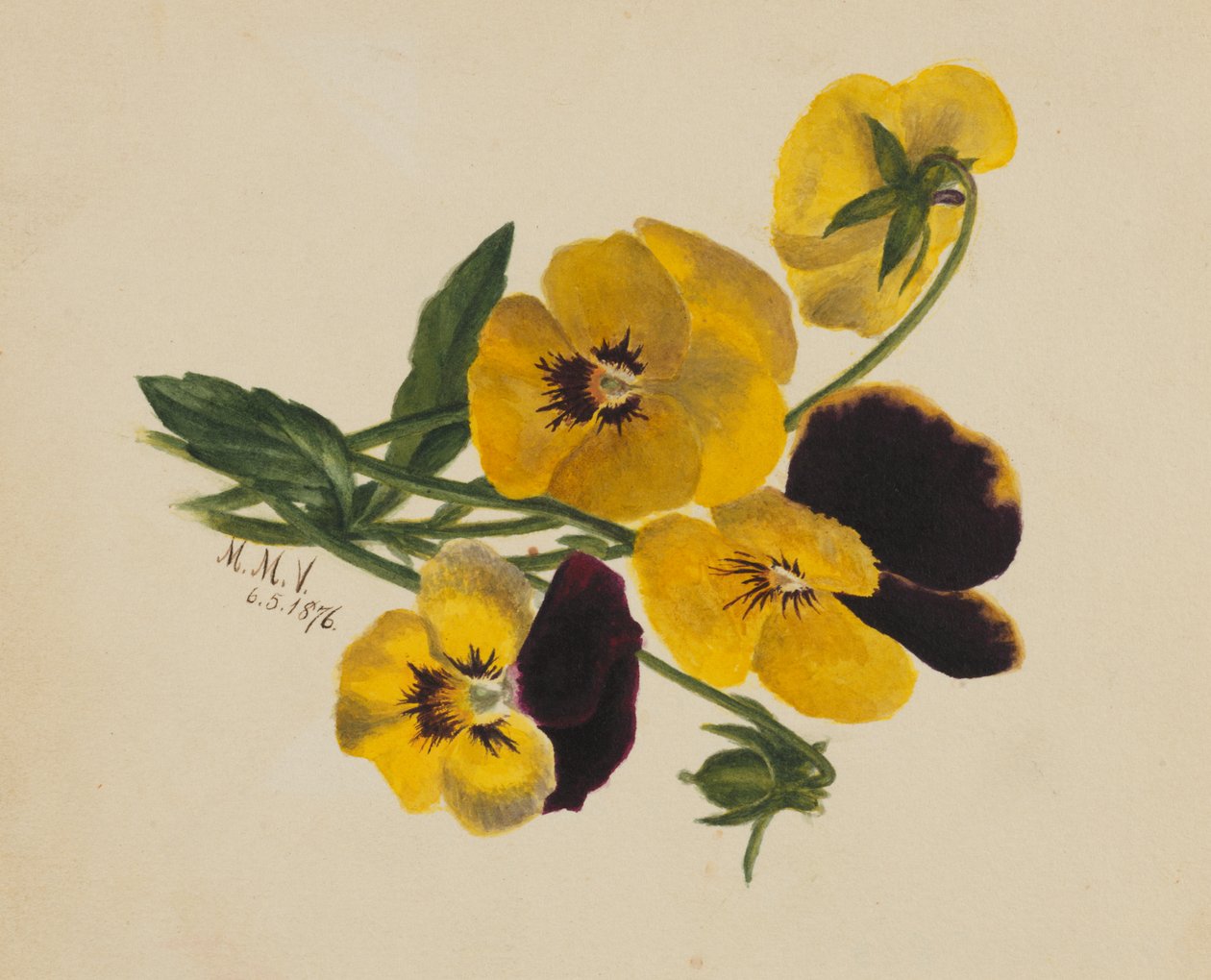 Macešky bez názvu, 1876. od Mary Vaux Walcott