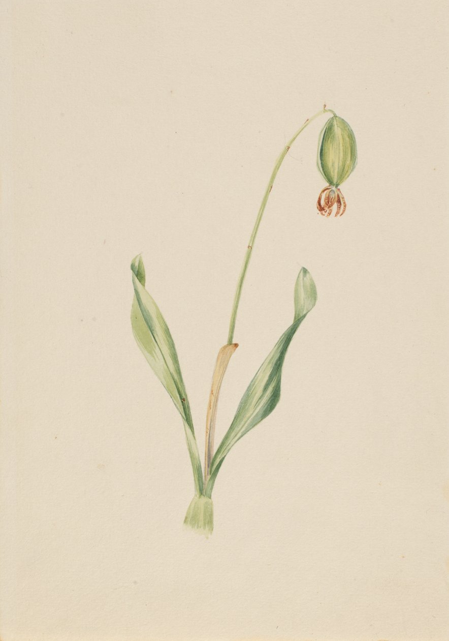 Untitled Plant Study, ca. začátek 30. let 20. století. od Mary Vaux Walcott