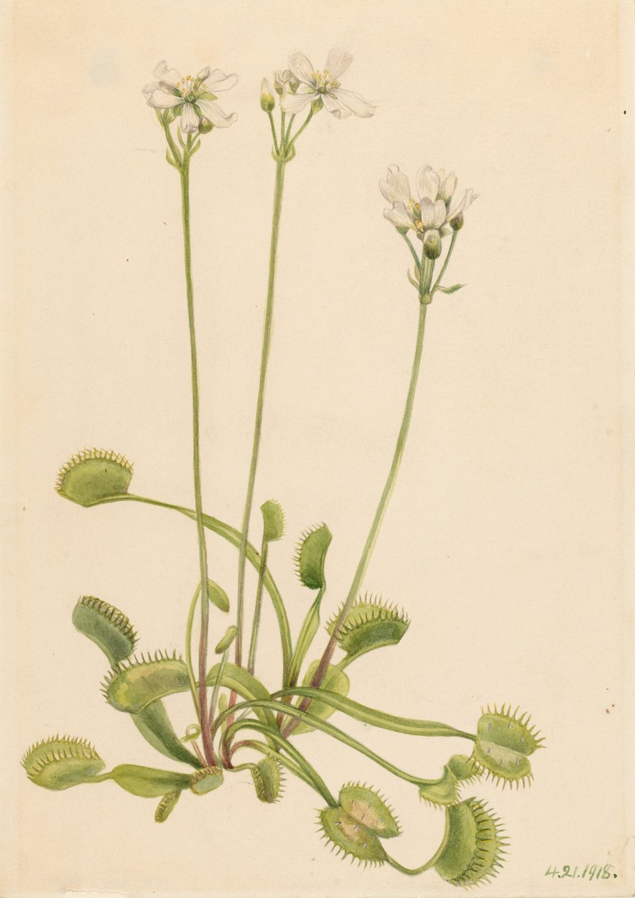 Mucholapka venušina (Dionaea muscipula) od Mary Vaux Walcott