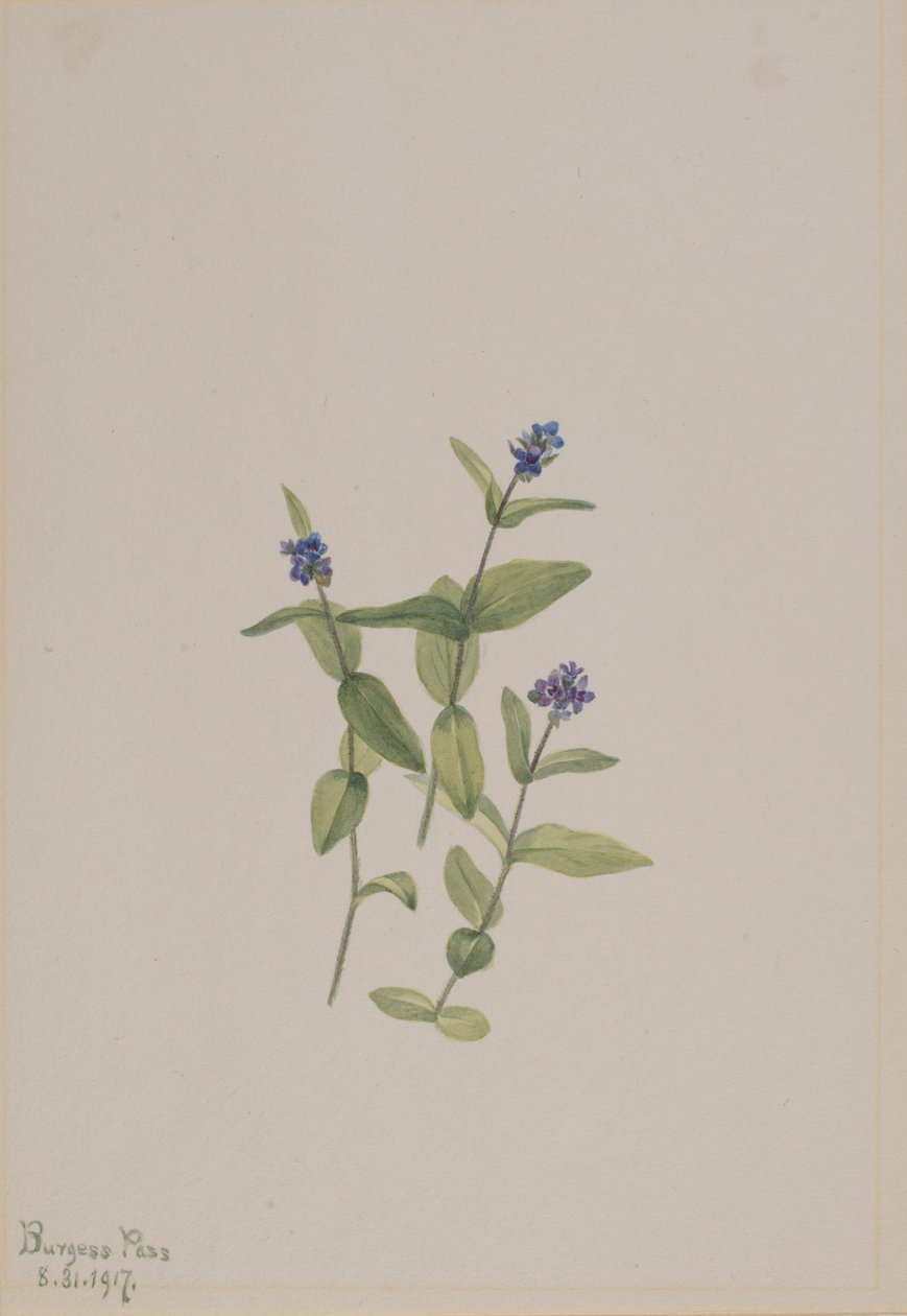Veronica wormskjoldii od Mary Vaux Walcott