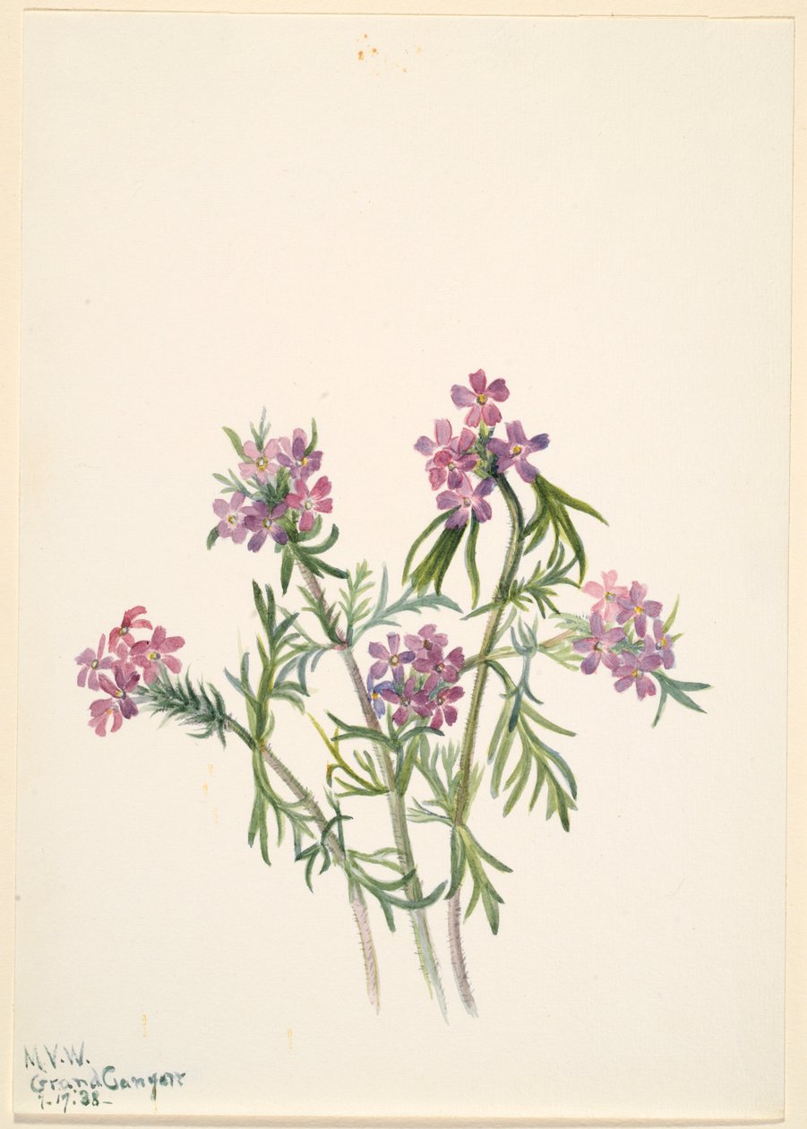 Sporýš (Verbena wrightii) od Mary Vaux Walcott