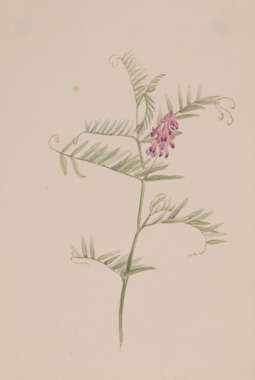 Vicia americana od Mary Vaux Walcott