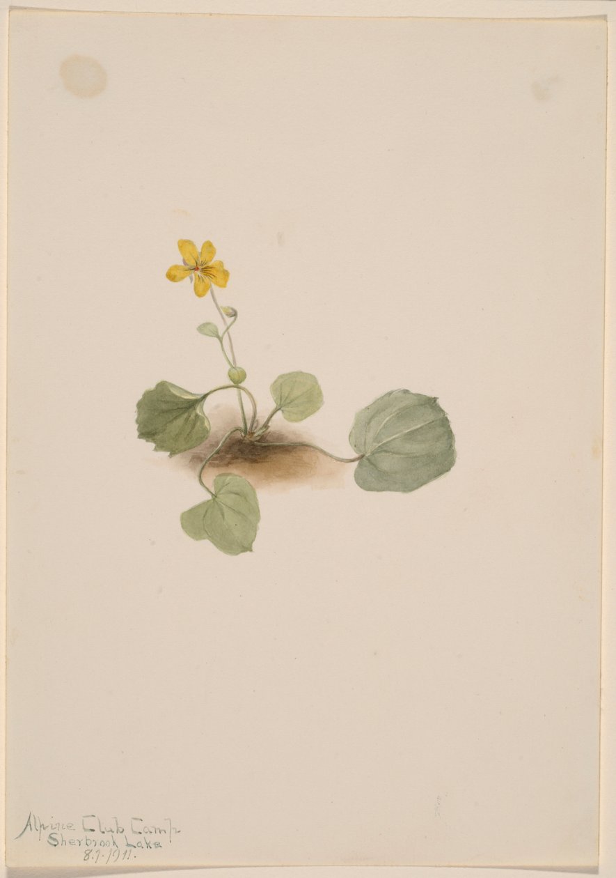 Viola orbiculata od Mary Vaux Walcott