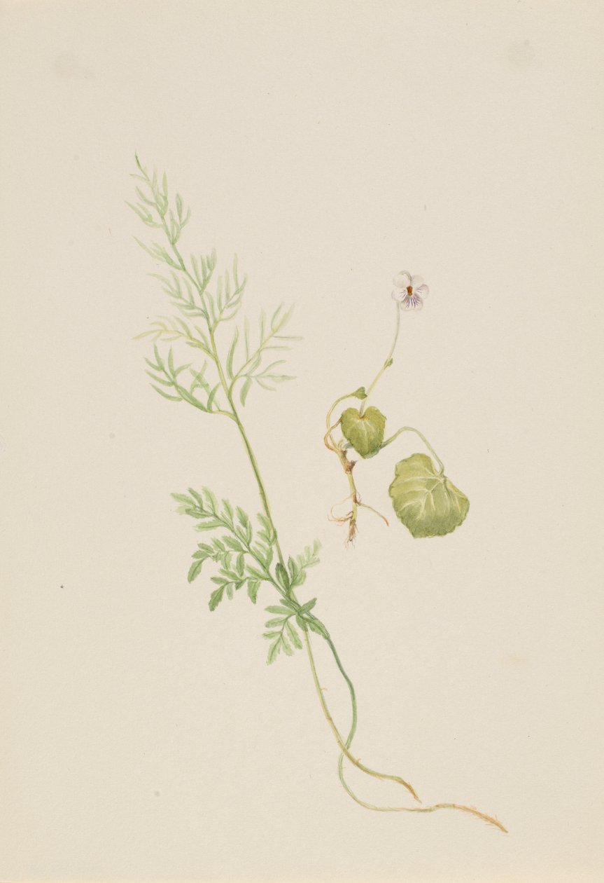 Viola palustris od Mary Vaux Walcott