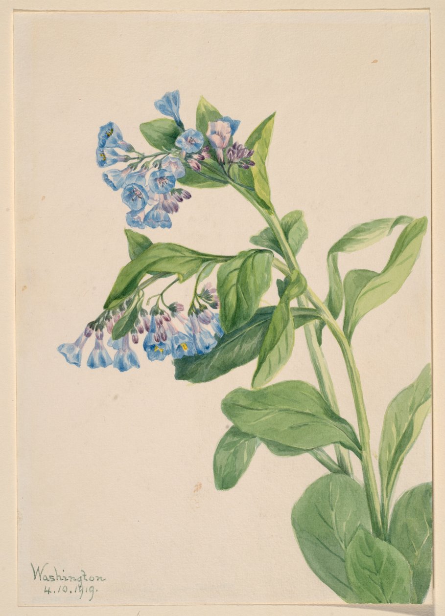 Zvonek virginský (Mertensia virginica) od Mary Vaux Walcott