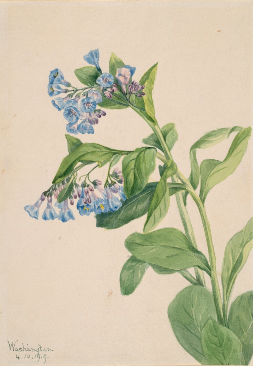 Virginia Bluebells Mertensia virginica, 1919. od Mary Vaux Walcott