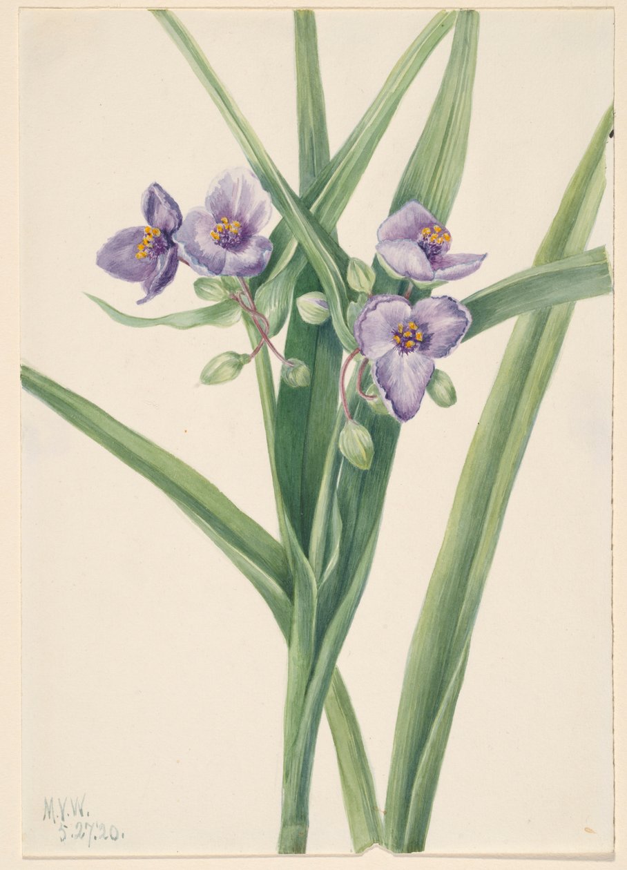 Pavučinec virginský (Tradescantia virginiana) od Mary Vaux Walcott