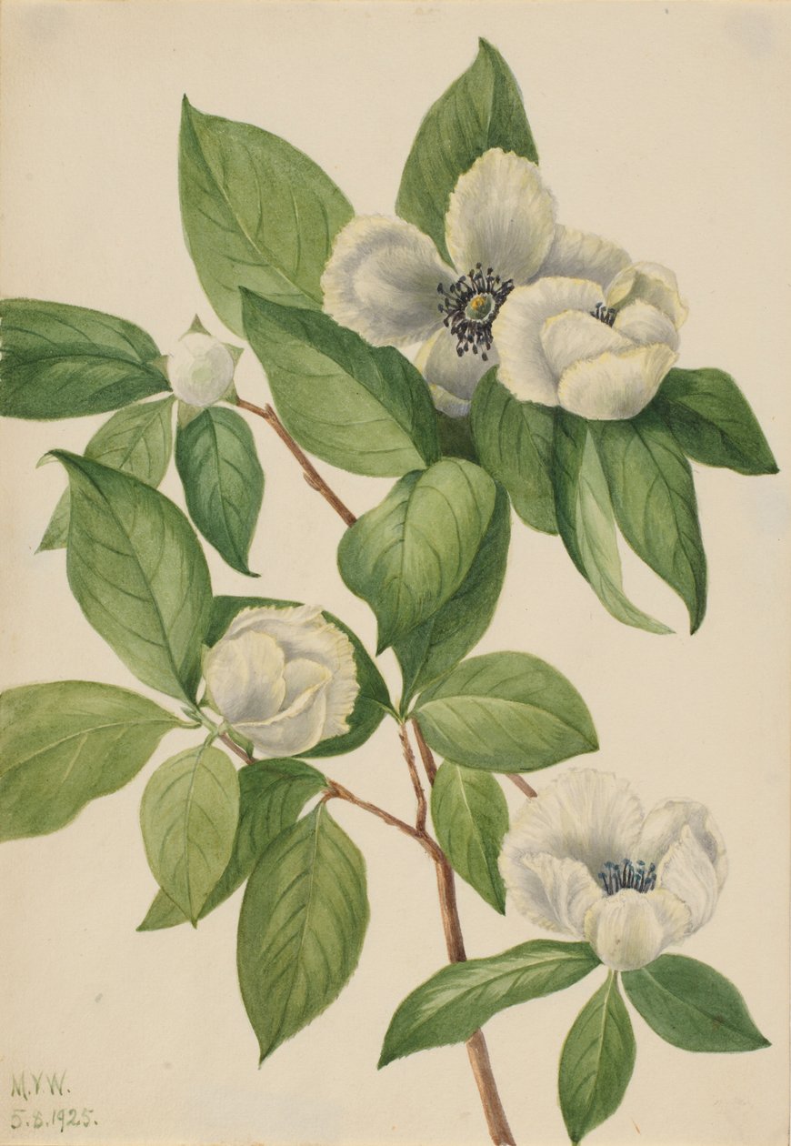 Stewartia virginská (Stewartia malachodendron) od Mary Vaux Walcott