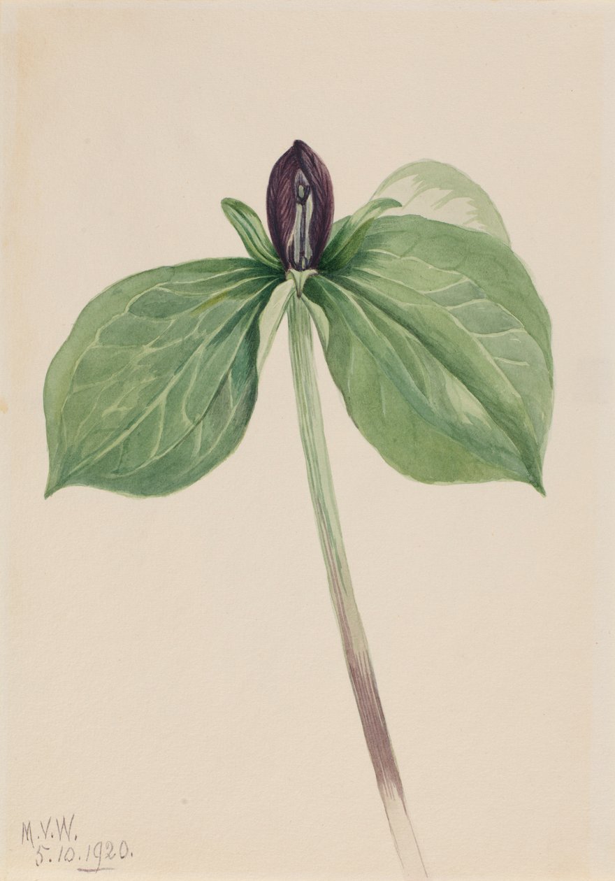 Budníček obecný (Trillium sessile) od Mary Vaux Walcott