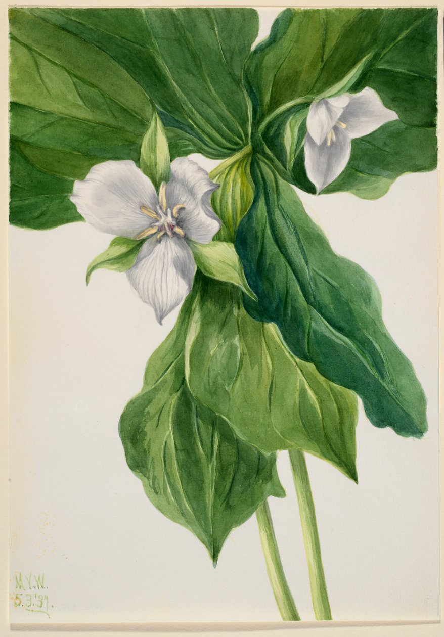 Wake robin (podobenství Trillium) od Mary Vaux Walcott