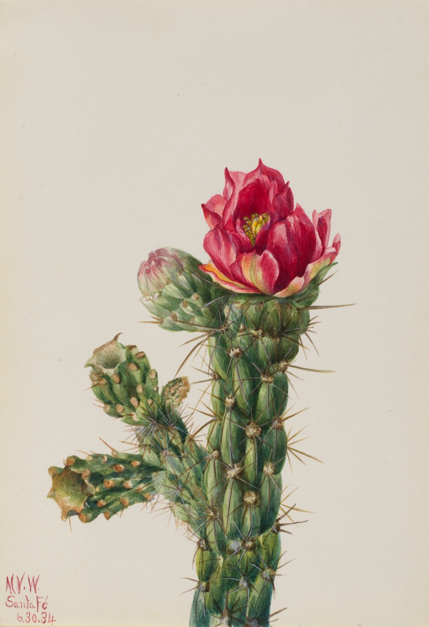 Cholla kráčející (Opuntia imbricata) od Mary Vaux Walcott