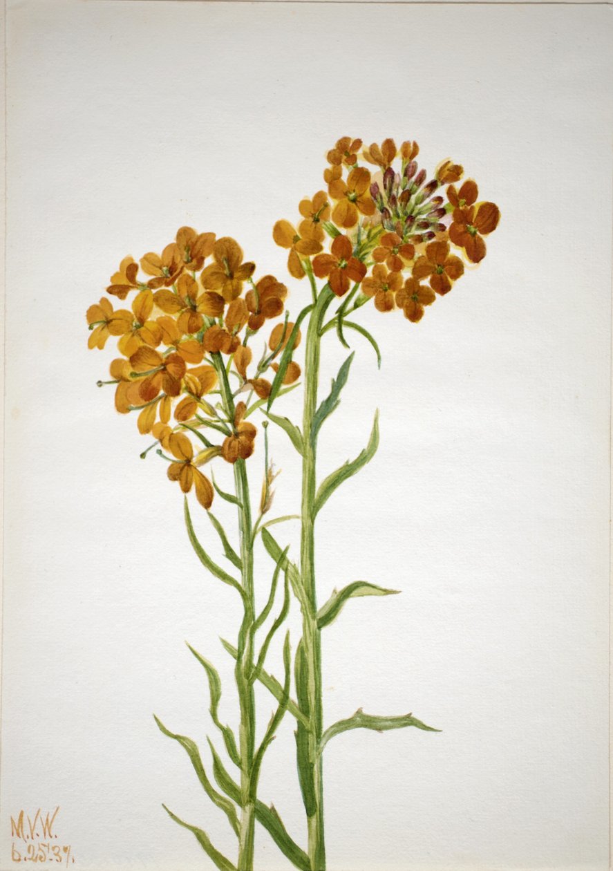Nástěnná květina (Erysimum wheeleri) od Mary Vaux Walcott