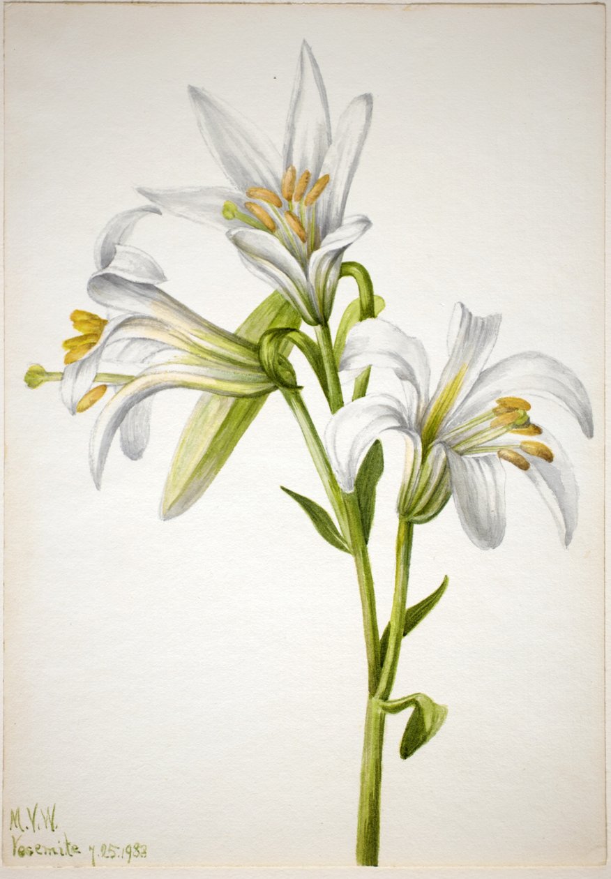 Lilie washingtonská (Lilium washingtonianum) od Mary Vaux Walcott