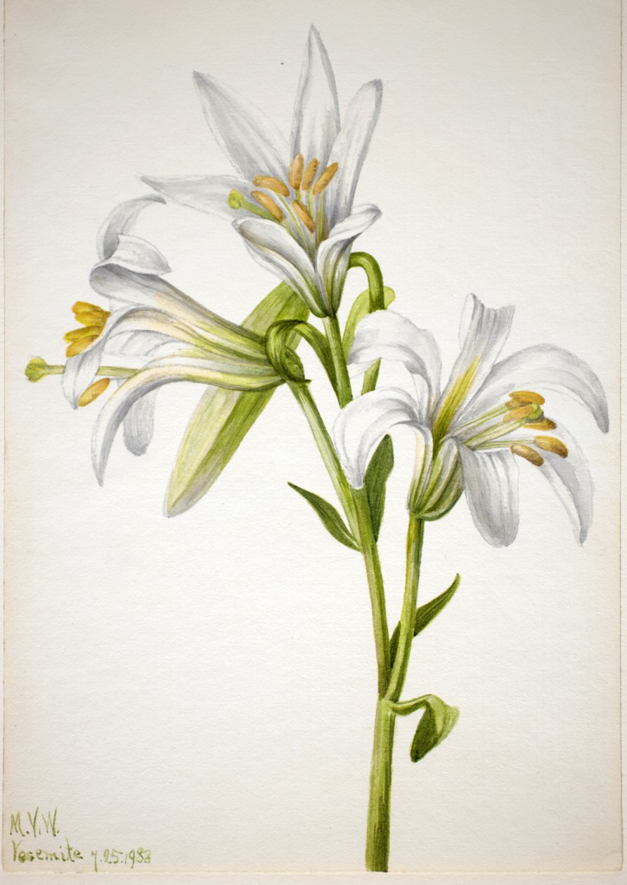 Washington Lily Lilium washingtonianum, 1933. od Mary Vaux Walcott
