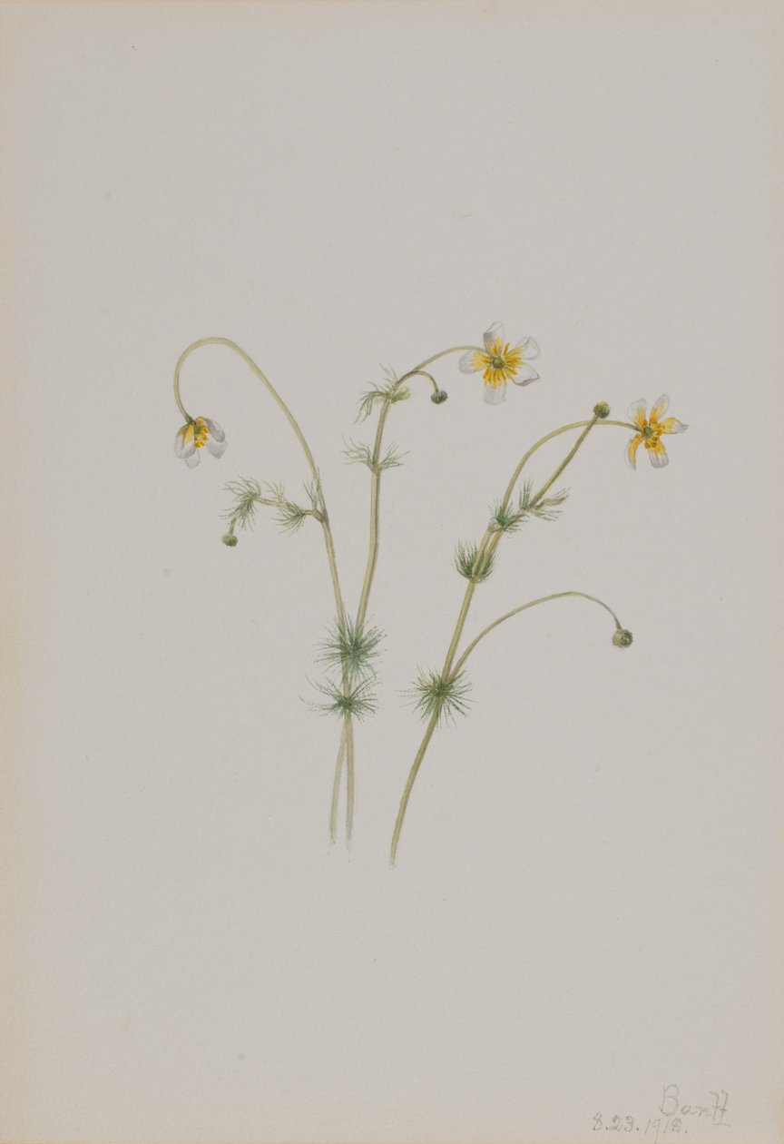 Vodní lakušník (Batrachium trichophyllum) od Mary Vaux Walcott