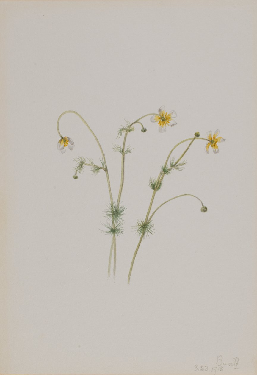 Vrána vodní Batrachium trichophyllum, 1918. od Mary Vaux Walcott
