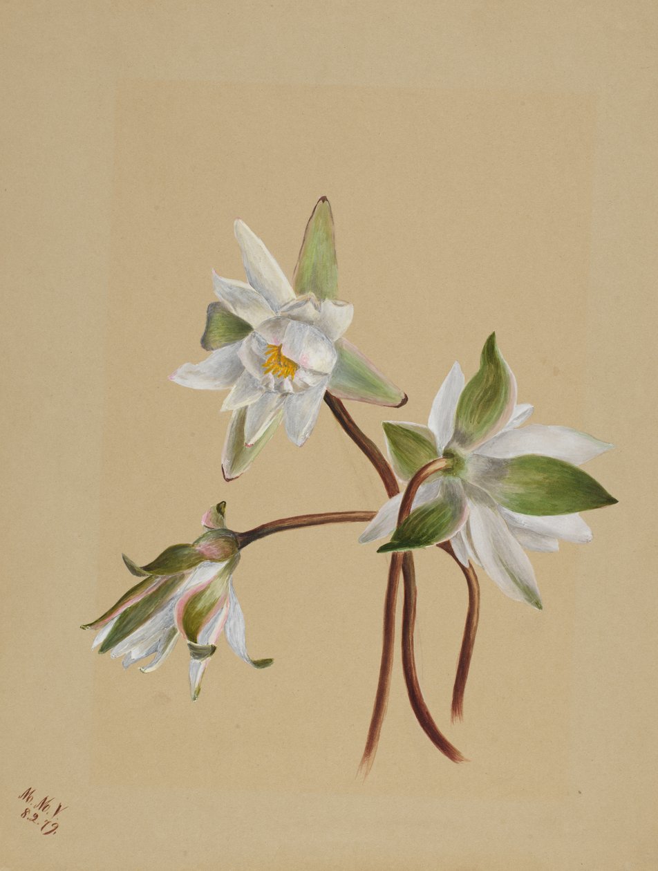 Lekníny Castalia odorata, 1879 od Mary Vaux Walcott
