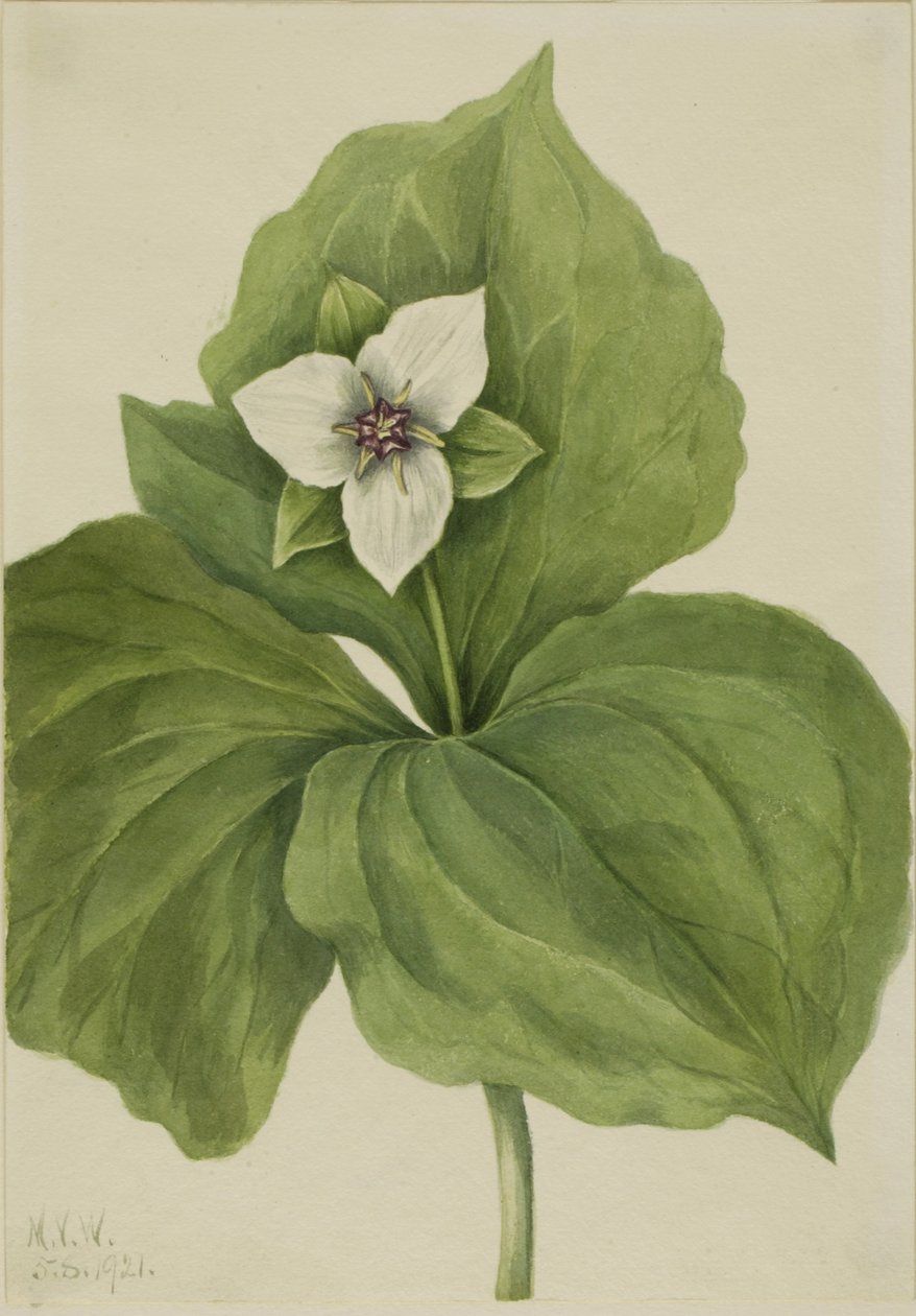 Wax Trillium (Trillium album) od Mary Vaux Walcott