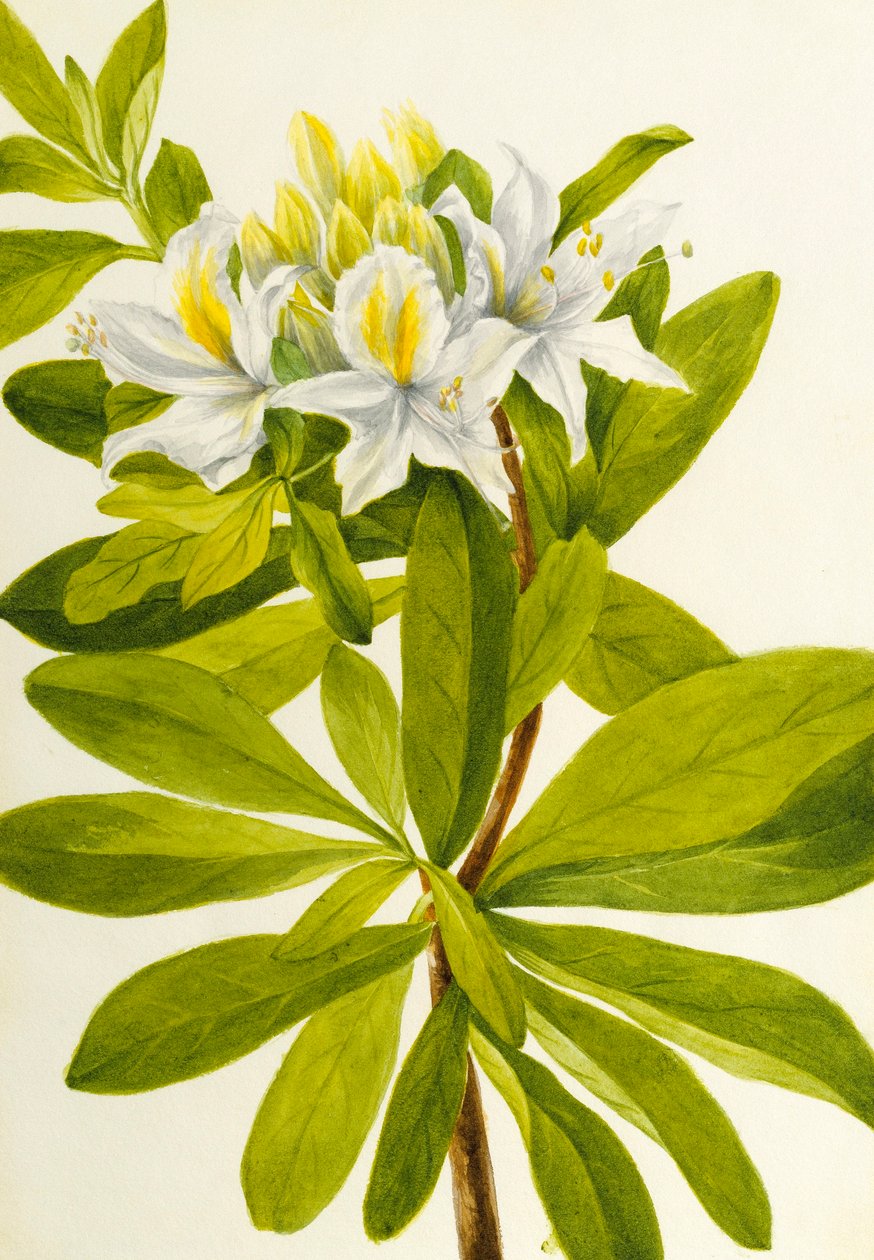 Azalka západní (Rhododendron occidentale) od Mary Vaux Walcott