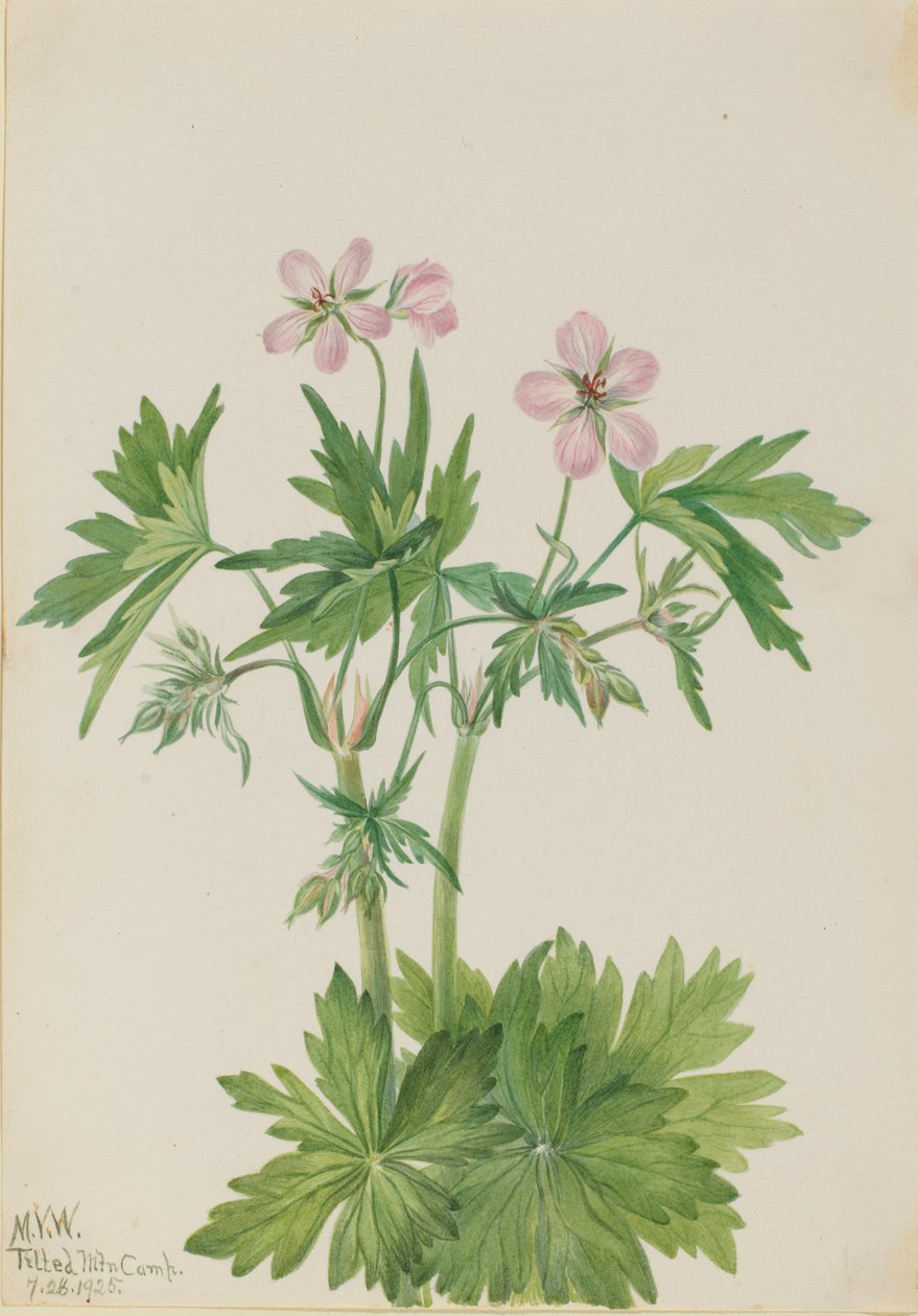 Kustovnice západní (Geranium viscosissimum) od Mary Vaux Walcott