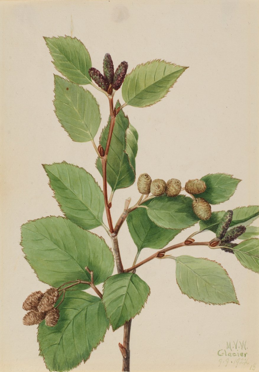 Olše zelená (Alnus sinuata) od Mary Vaux Walcott
