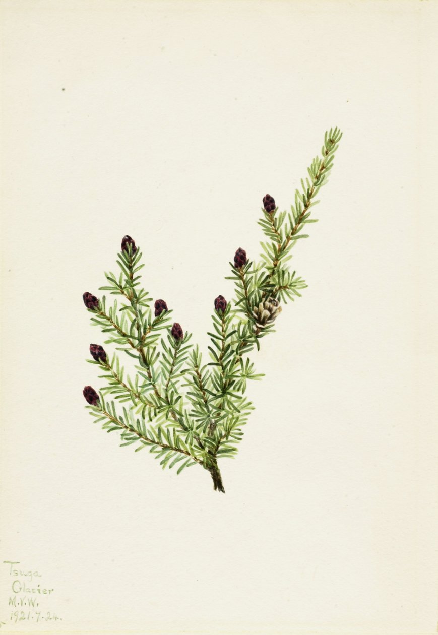 Jedlovec západní (Tsuga heterophylla) od Mary Vaux Walcott