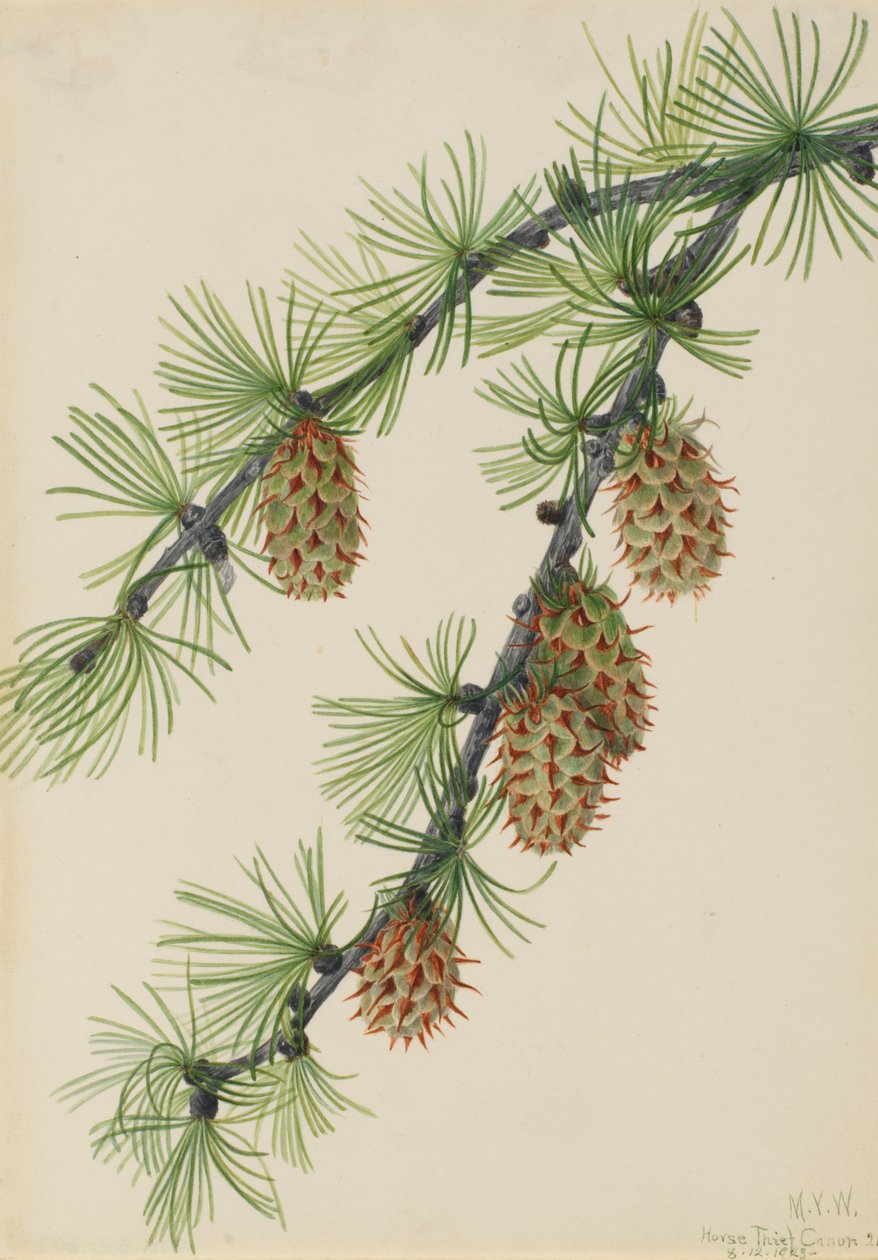 Modřín západní (Larix occidentalis) od Mary Vaux Walcott