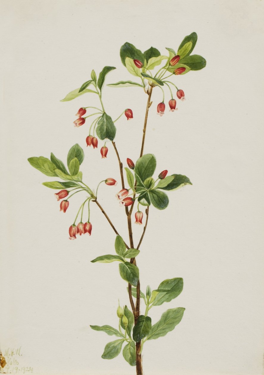 Menziesia západní (Menziesia glabella) od Mary Vaux Walcott