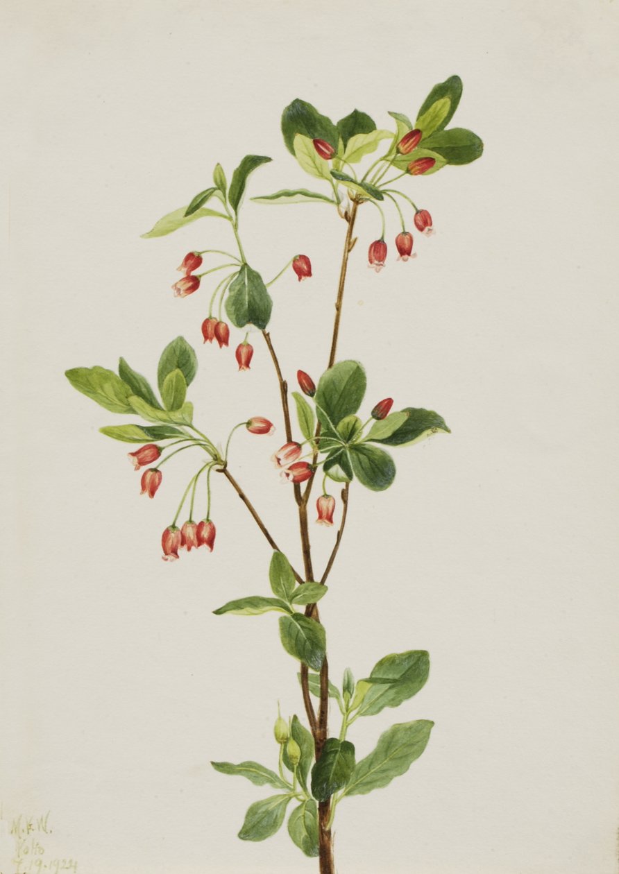 Západní Menziesia Menziesia glabella, 1924. od Mary Vaux Walcott