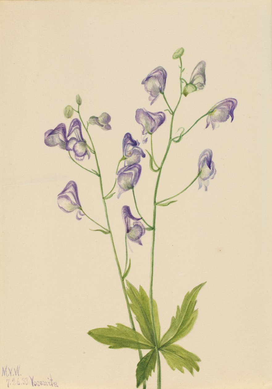 oměj západní (Aconitum columbianum) od Mary Vaux Walcott